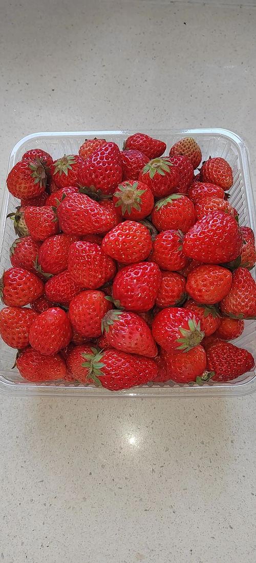 国产草莓视频大全儿童,国产草莓视频大全，儿童视角下的甜蜜之旅