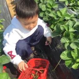 国产草莓视频大全儿童,国产草莓视频大全，儿童视角下的甜蜜之旅