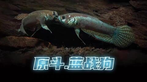 国产斗鱼怎么选鱼种视频,视频教你挑选心仪鱼种