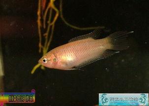 国产斗鱼怎么选鱼种视频,视频教你挑选心仪鱼种