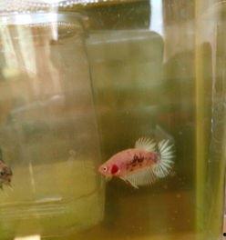 国产斗鱼怎么选鱼种视频,视频教你挑选心仪鱼种