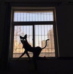 国产桑桑直播视频,魅力四溢，展现青春风采