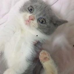 国产养猫视频大全集