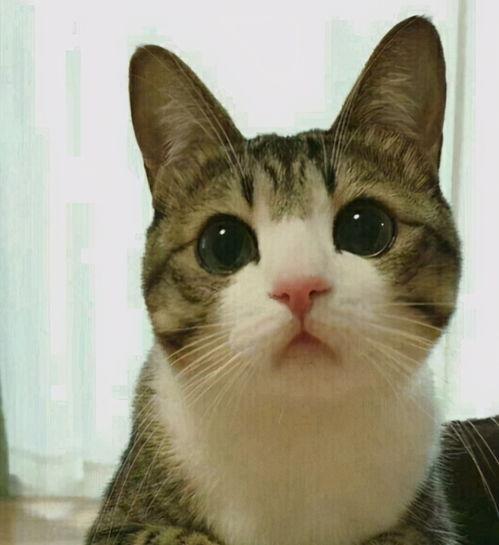 国产养猫视频大全集