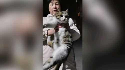 国产养猫视频大全集