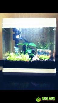 国产小鱼缸视频网站大全,全网精选网站大盘点