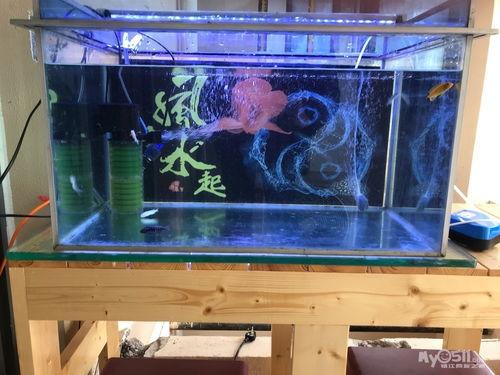 国产小鱼缸视频网站大全,全网精选网站大盘点