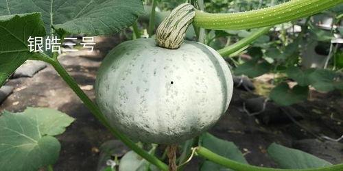 国产南瓜介绍大全视频播放,视频详解与种植技巧 第3张 国产南瓜介绍大全视频播放,视频详解与种植技巧 第3张