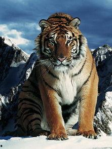 国产电视剧老虎特效视频  第2张