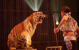 国产电视剧老虎特效视频  第3张