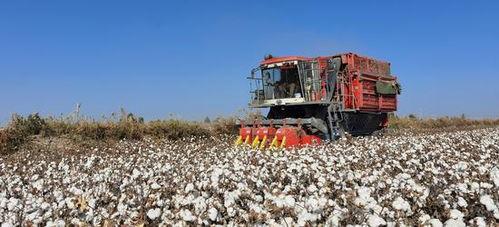 国产采棉机最新视频,高效智能，引领农业现代化新潮流  第3张