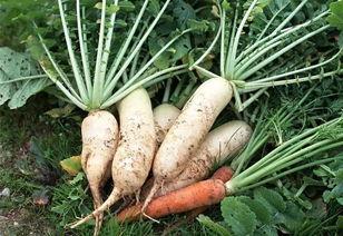 萝卜视频国产的,萝卜视频引领短视频新潮流