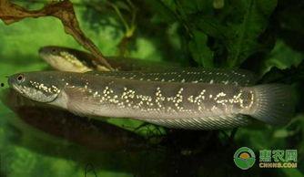 国产七星鱼怎么养殖视频,国产七星鱼养殖视频深度解析