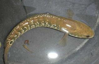 国产七星鱼怎么养殖视频,国产七星鱼养殖视频深度解析  第2张