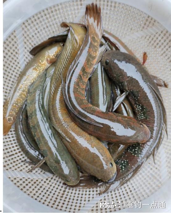 国产七星鱼怎么养殖视频,国产七星鱼养殖视频深度解析  第3张