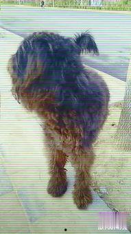 国产大狗视频大全,视频大全中的萌宠瞬间