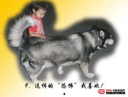 国产大狗视频大全,视频大全中的萌宠瞬间  第2张