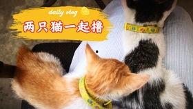 国产小奶猫视频播放,萌化你的心！  第2张