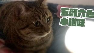 国产小奶猫视频播放,萌化你的心！  第3张